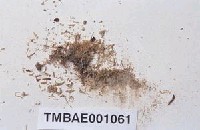 藏品(刺葉小鼠尾苔)的圖片